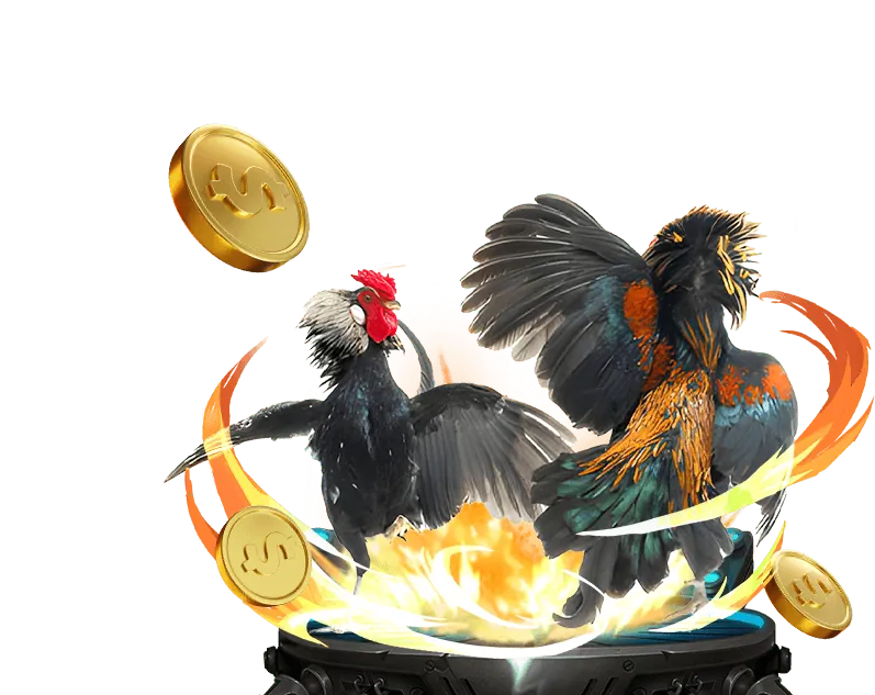 Khung cảnh đá gà trực tiếp tại trường gà Thomo